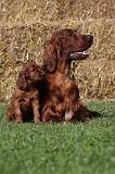 SETTER IRLANDAIS 139